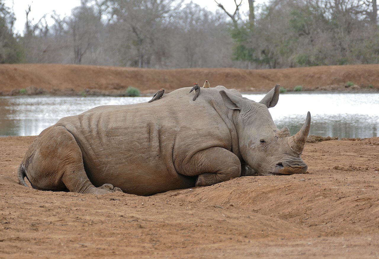 Hlane Royal National Park Guide: Rhinos, Map & Safari (2026)
