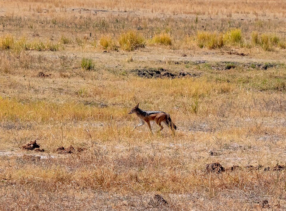 Black-backed jackal: representative identification photograph, not necessarily taken at Mlawula