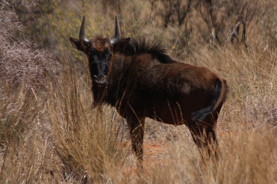 Blue wildebeest: representative identification photograph, not necessarily taken at Mlawula