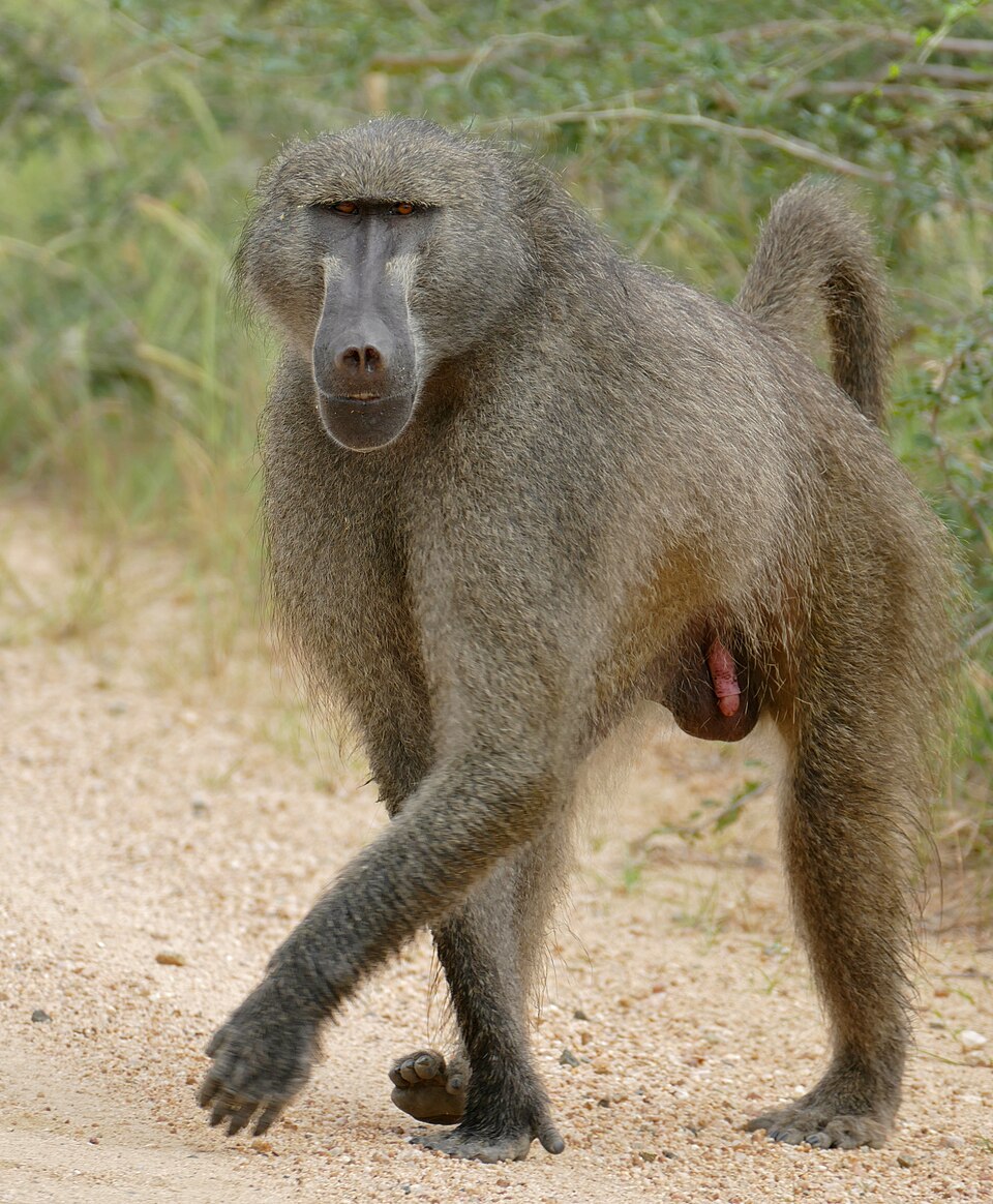 Chacma baboon: representative identification photograph, not necessarily taken at Mlawula