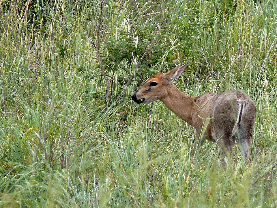 Common duiker: representative identification photograph, not necessarily taken at Mlawula