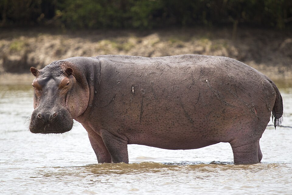 Hippopotamus identification photograph; image may be from outside Hlane