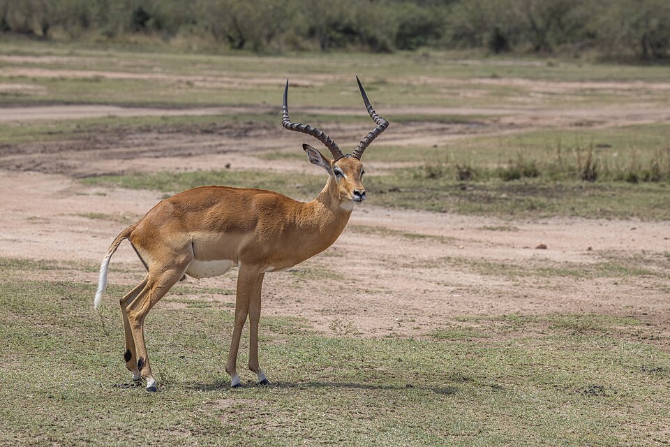 Impala: representative identification photograph, not necessarily taken at Mlawula