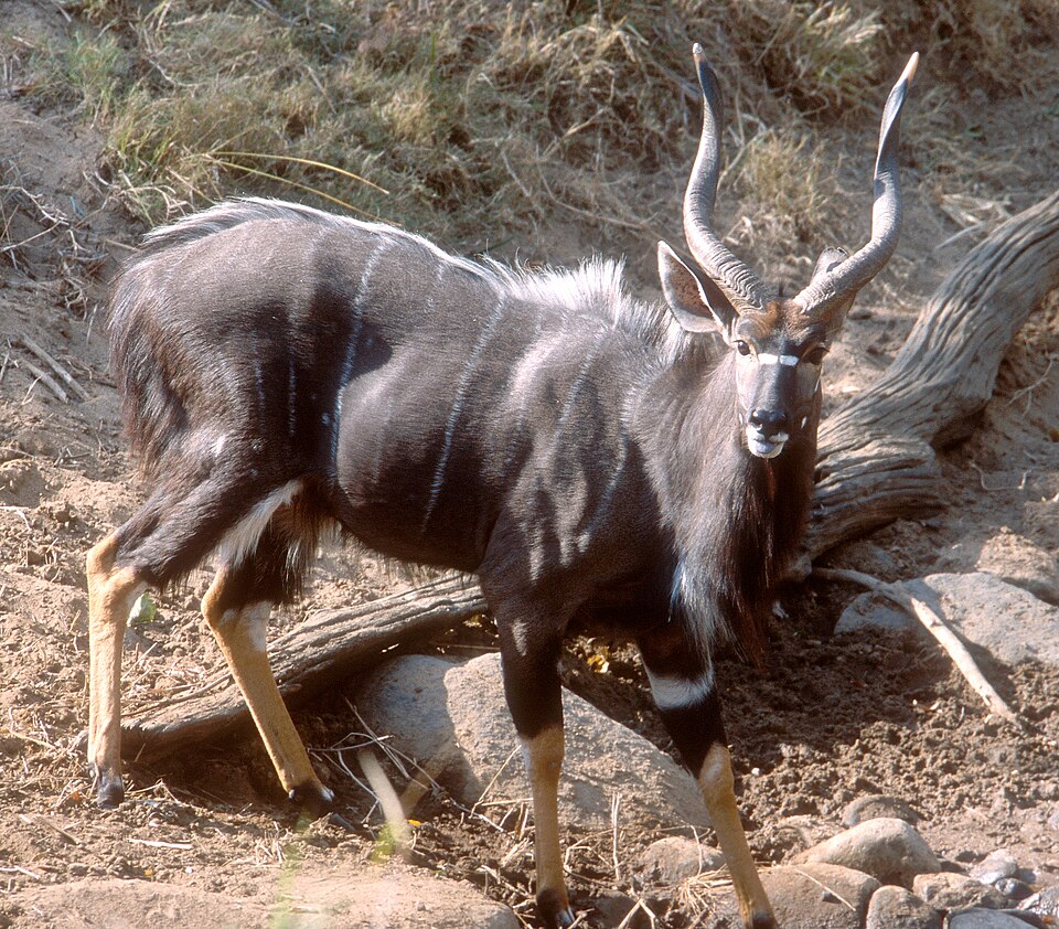 Nyala: representative identification photograph, not necessarily taken at Mlawula