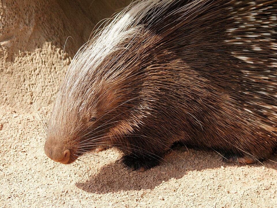 Porcupine: representative identification photograph, not necessarily taken at Mlawula