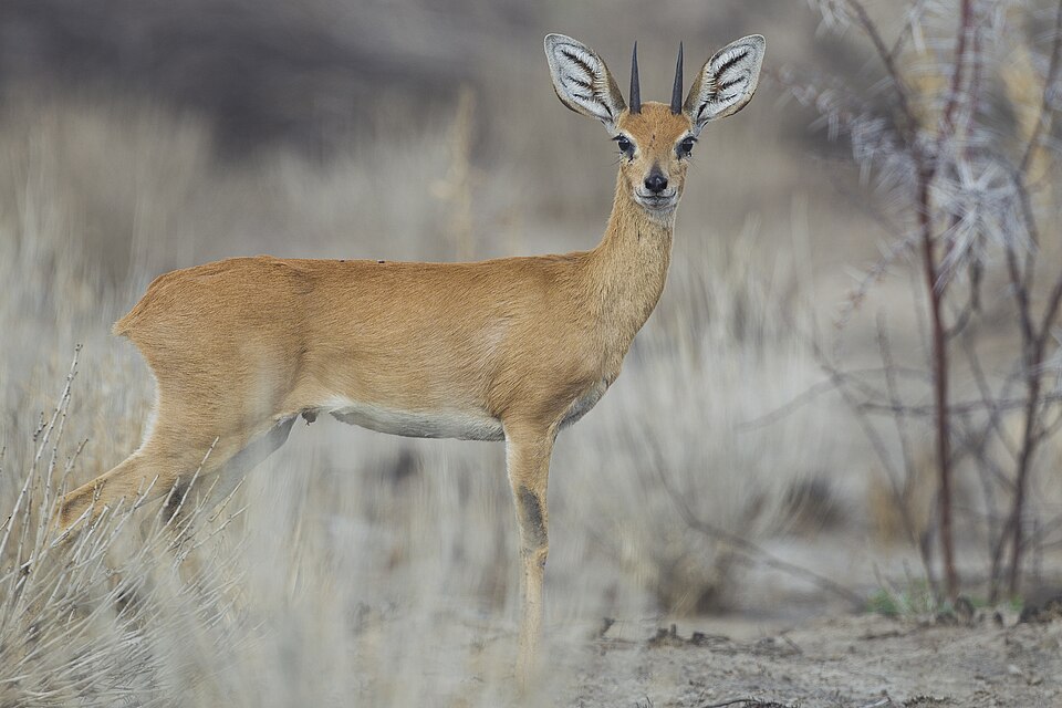 Steenbok: representative identification photograph, not necessarily taken at Mlawula
