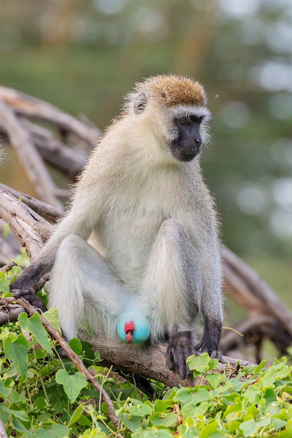 Vervet monkey: representative identification photograph, not necessarily taken at Mlawula