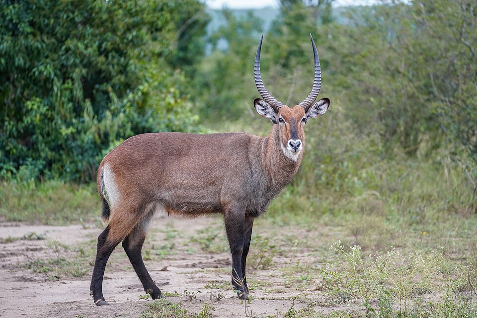 Waterbuck identification photograph; image may be from outside Hlane