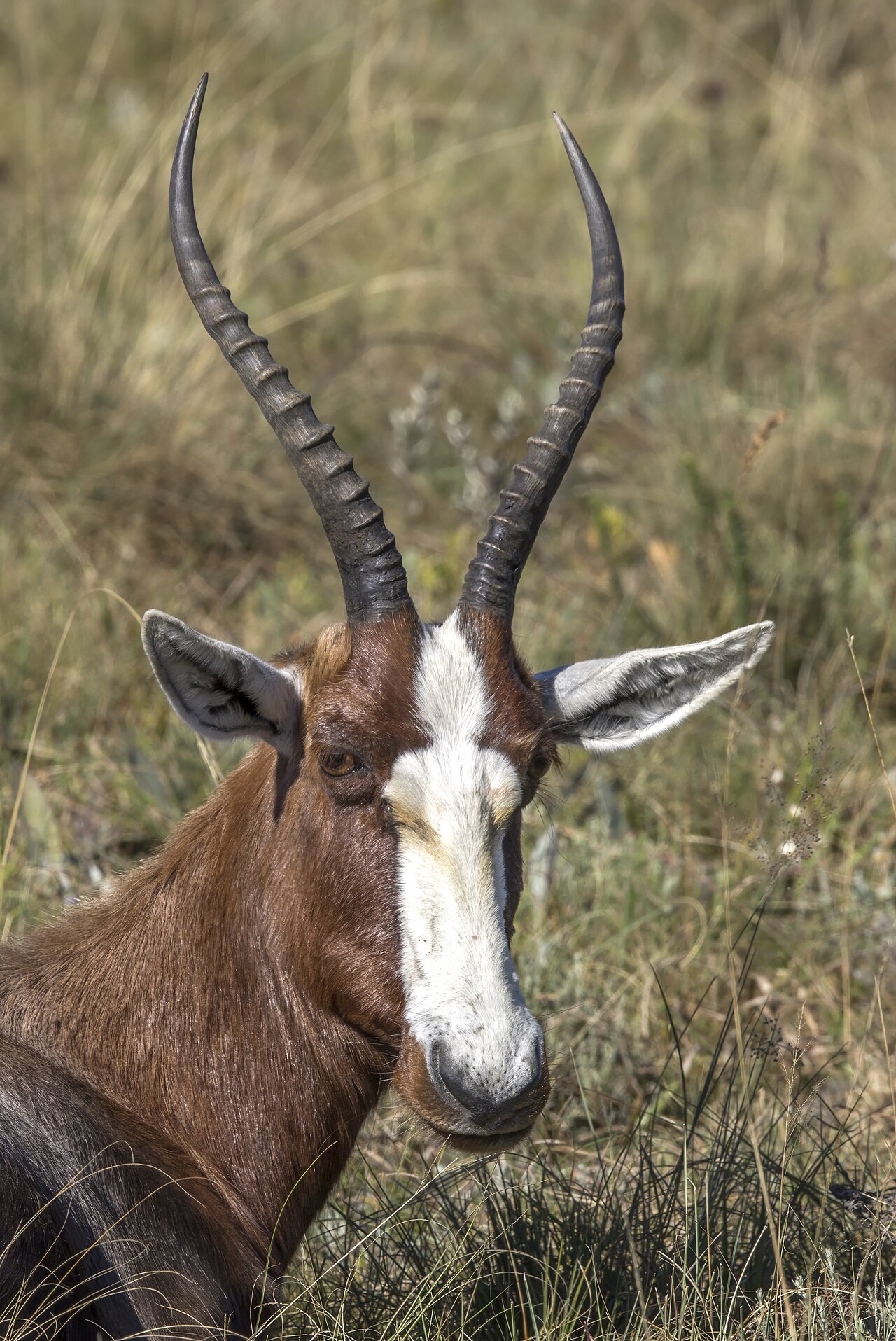Blesbok identification photo; not a guarantee of a sighting at Malolotja