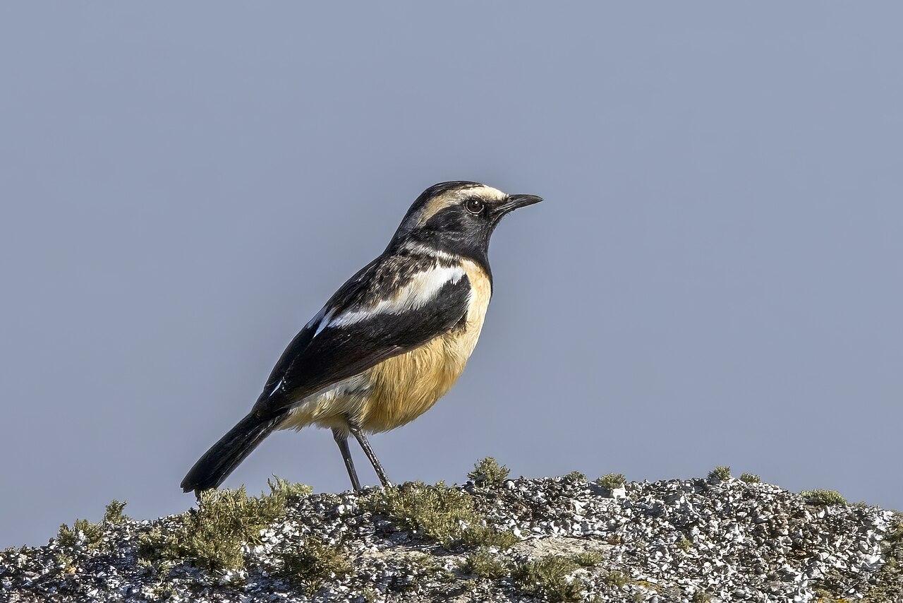 Buff-streaked chat identification photo; not a guarantee of a sighting at Malolotja