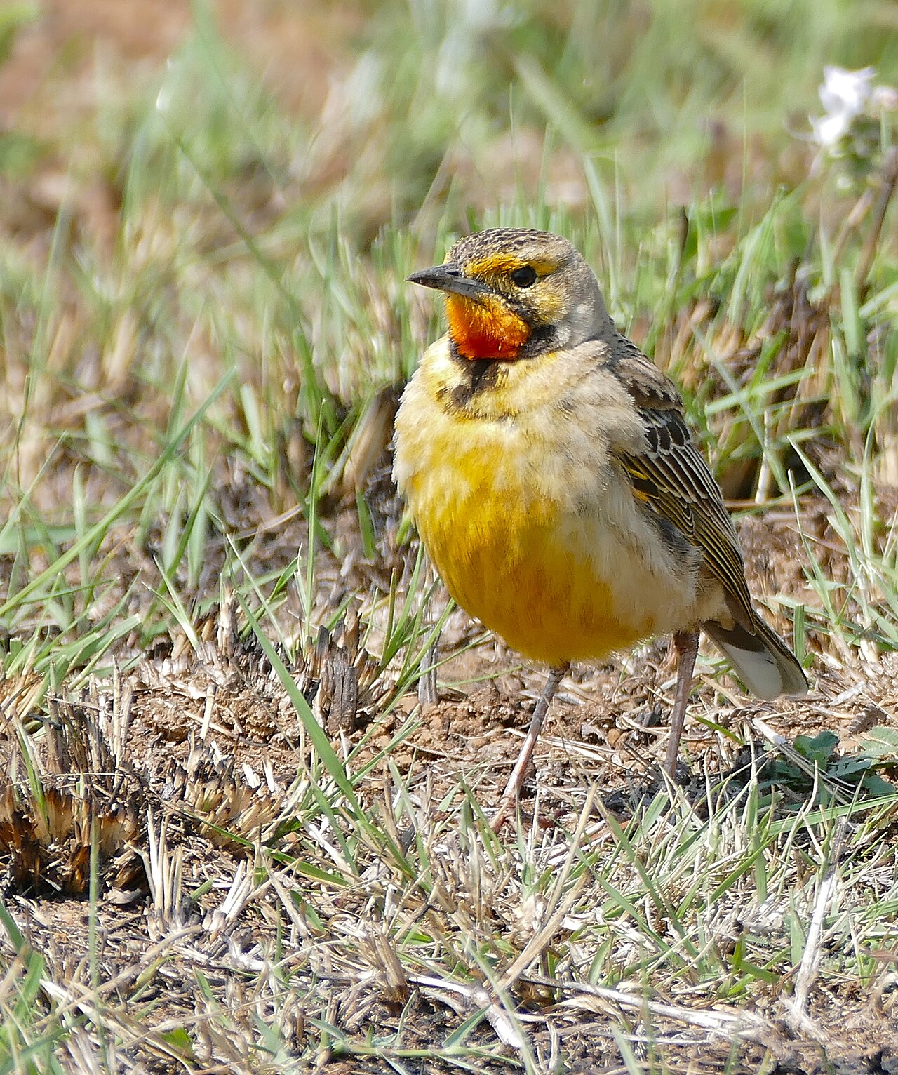 Cape longclaw identification photo; not a guarantee of a sighting at Malolotja