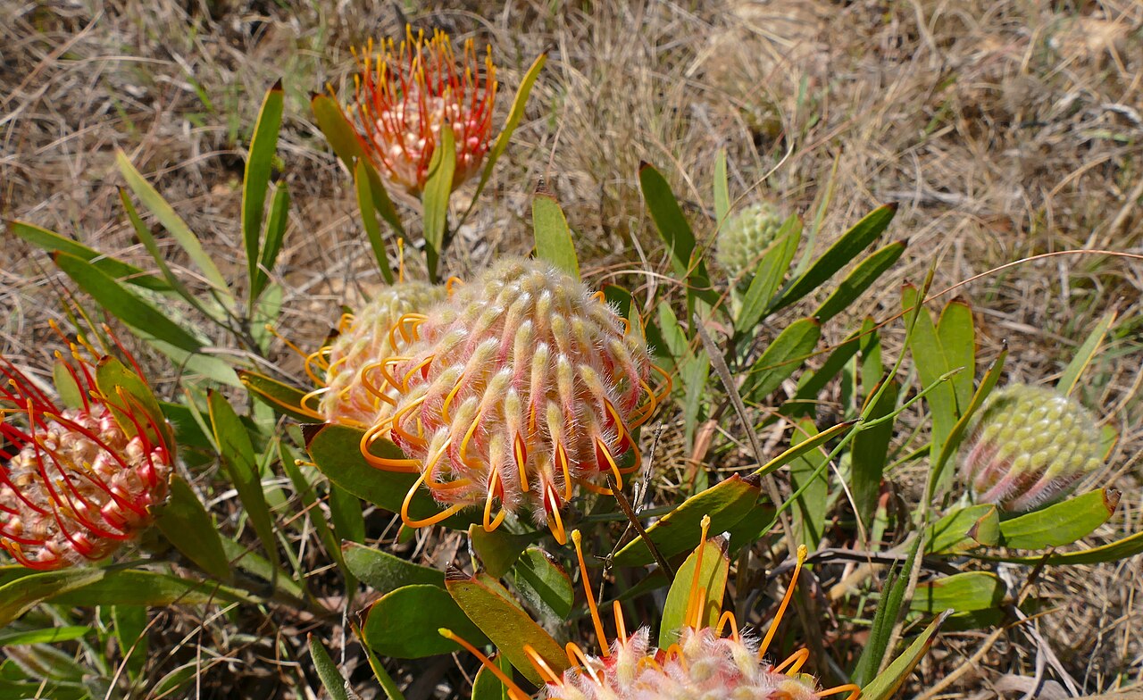 Pincushion protea identification photo; not a guarantee of a sighting at Malolotja
