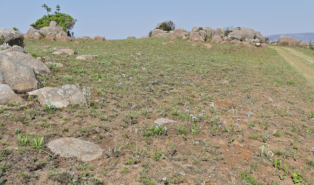 Mountain grassland identification photo; not a guarantee of a sighting at Malolotja