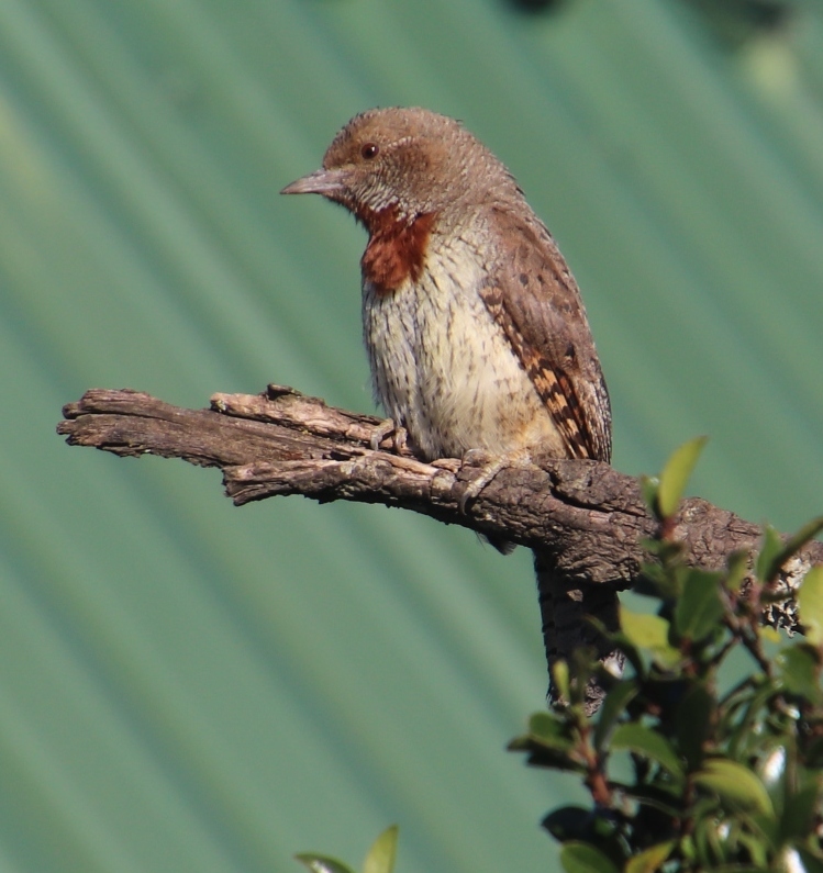 Red-throated wryneck identification photo; not a guarantee of a sighting at Malolotja