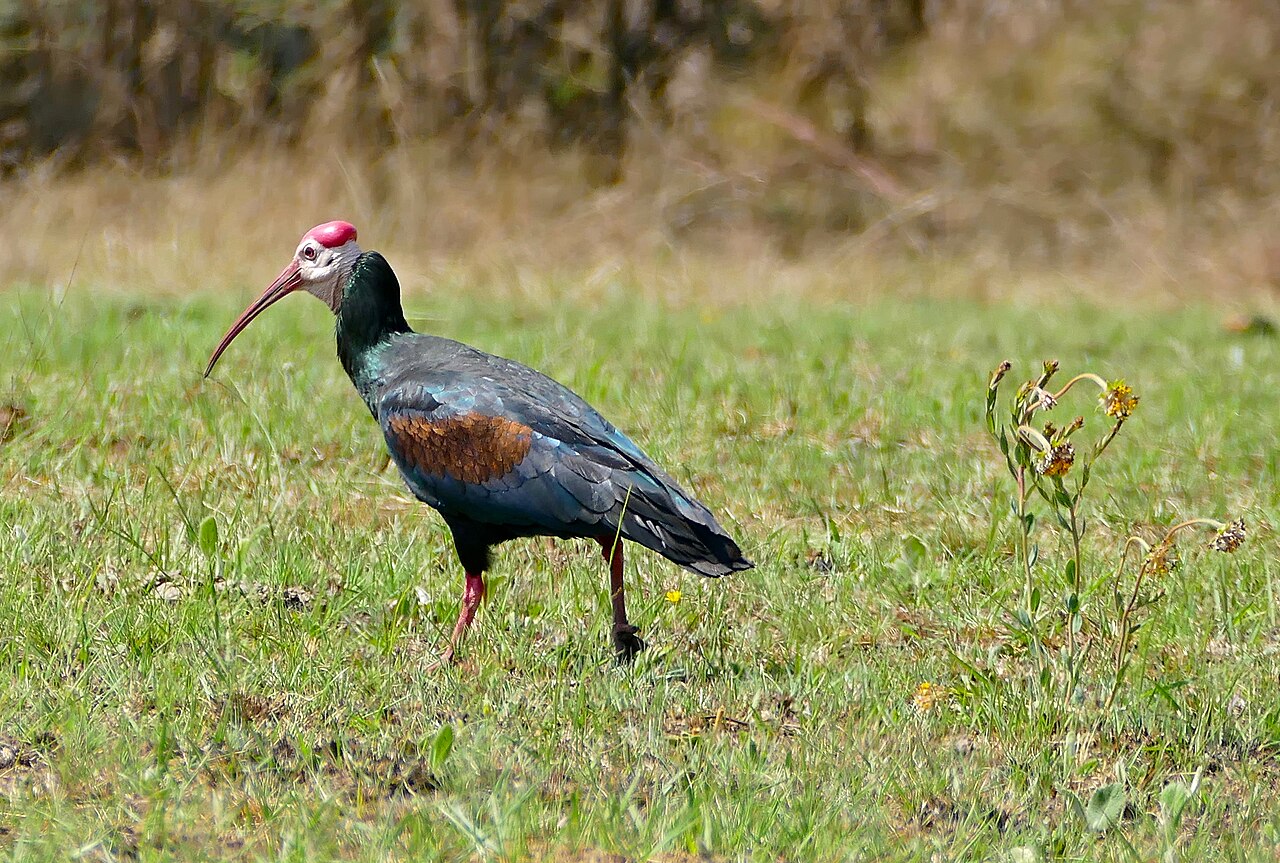 Southern bald ibis identification photo; not a guarantee of a sighting at Malolotja