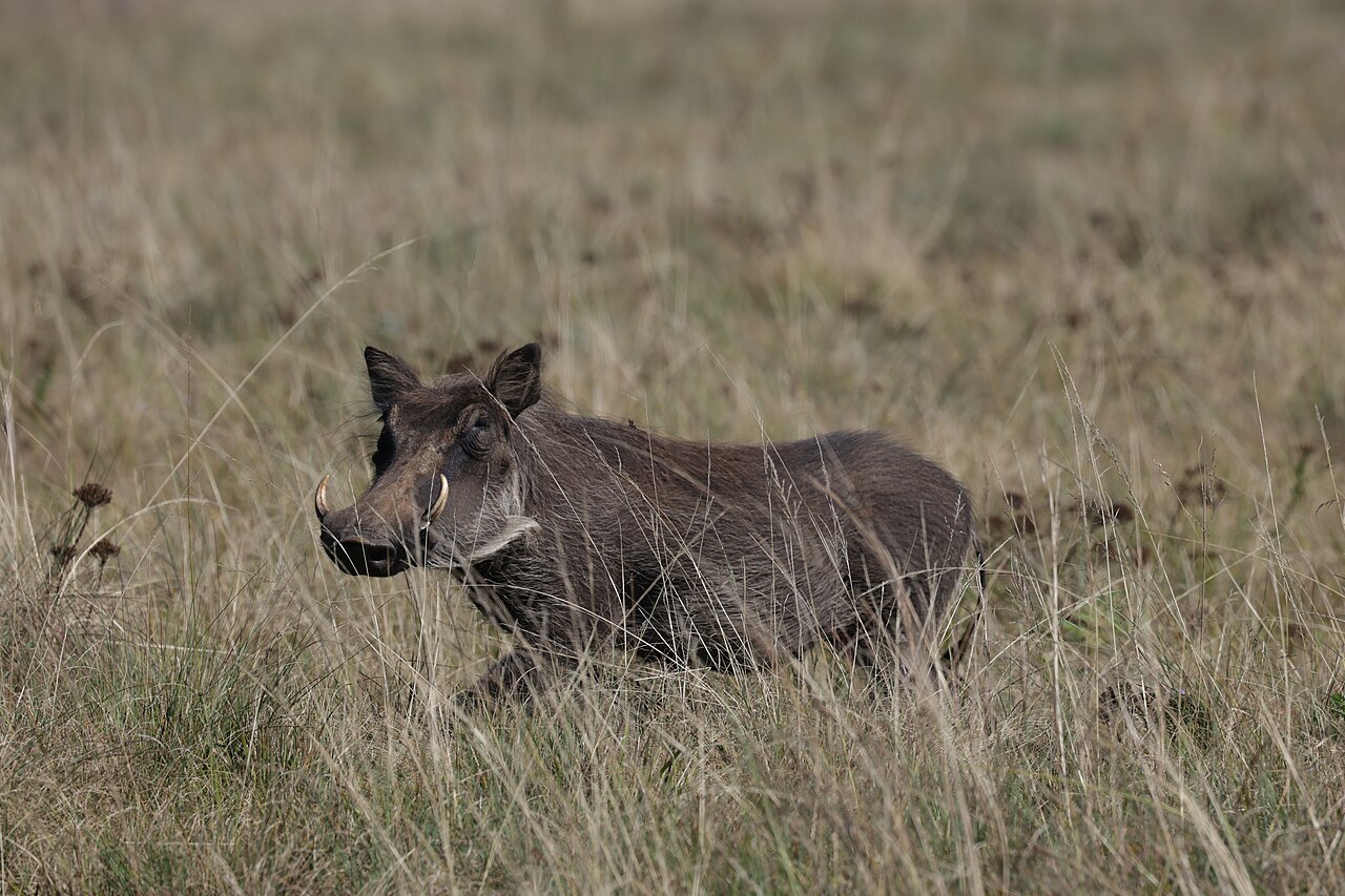 Common warthog identification photo; not a guarantee of a sighting at Malolotja