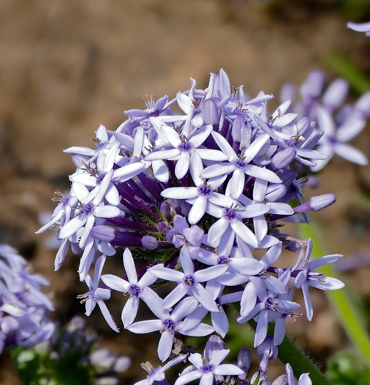 Wild verbena identification photo; not a guarantee of a sighting at Malolotja