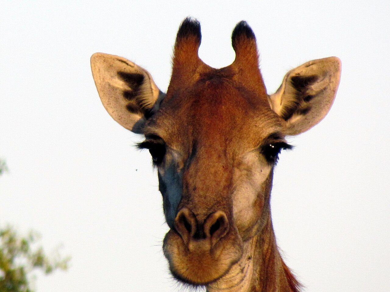 Mbuluzi Game Reserve Guide: Lodges, Map & Wildlife (2026)