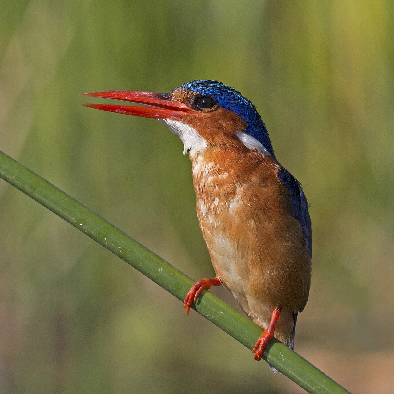 Malachite kingfisher: representative identification photograph, not necessarily taken at Mlawula