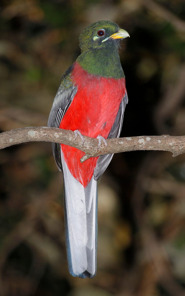 Narina trogon: representative identification photograph, not necessarily taken at Mlawula