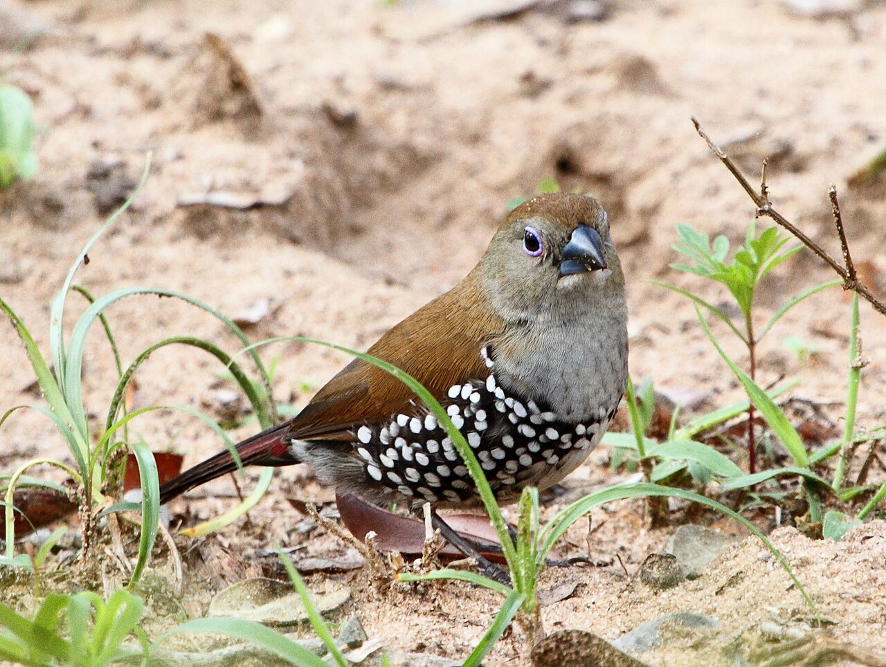 Pink-throated twinspot: representative identification photograph, not necessarily taken at Mlawula
