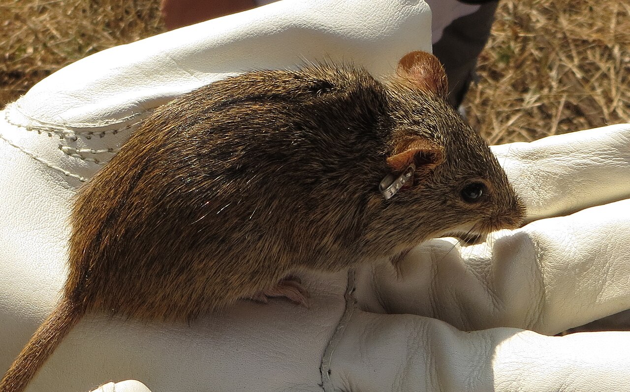 Single-striped grass mouse: representative identification photograph, not necessarily taken at Mlawula