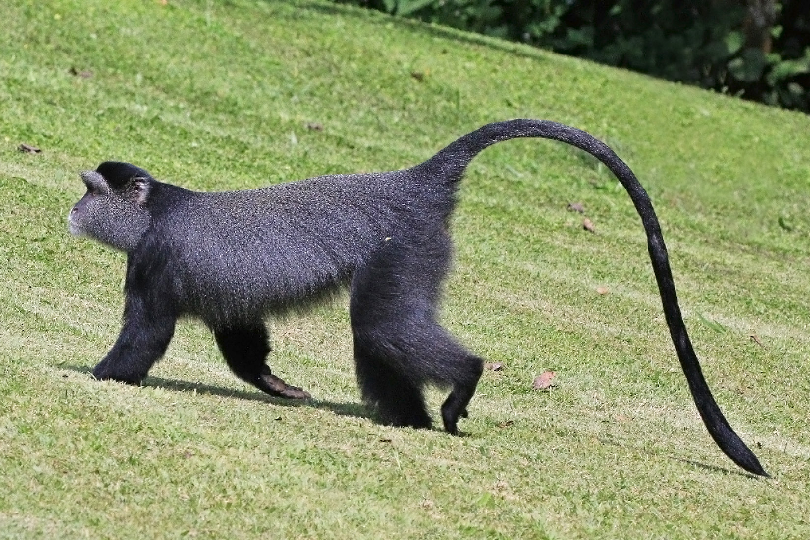 Sykes' monkey species image