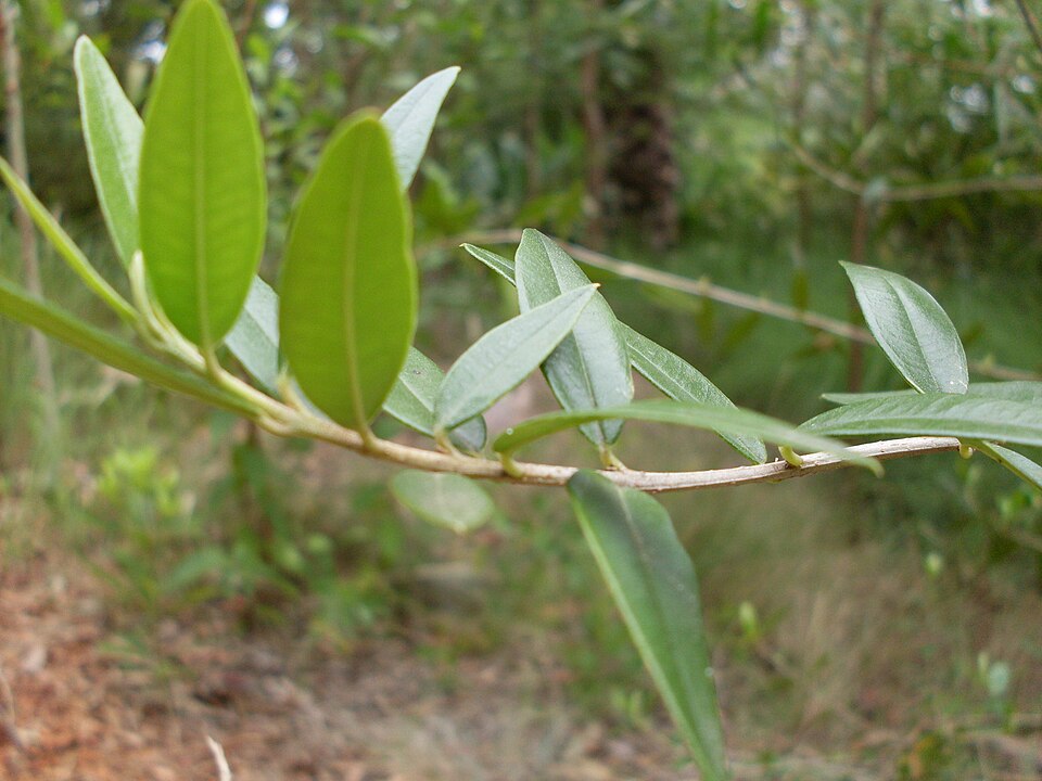 African olive — illustrative regional wildlife or habitat photograph