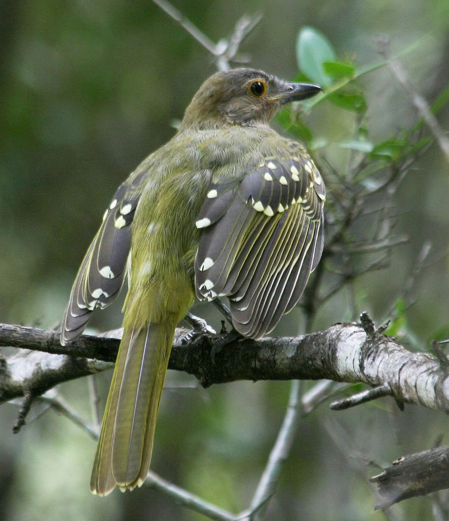 Eastern nicator identification photograph, may have been photographed outside Mkhaya