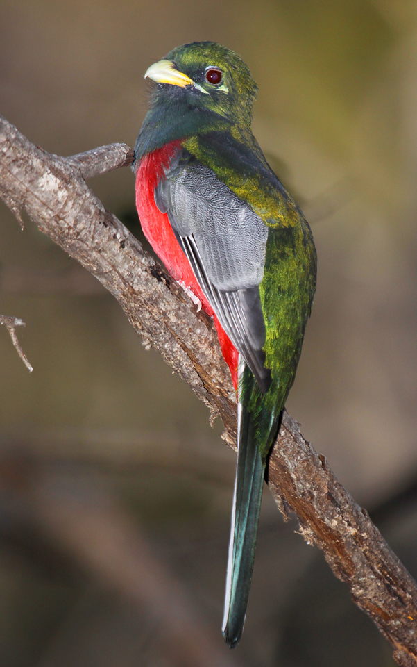 Narina trogon identification photograph, may have been photographed outside Mkhaya