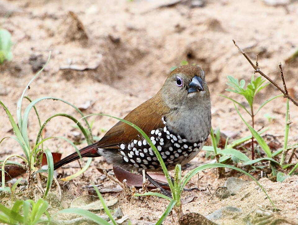 Pink-throated twinspot identification photograph, may have been photographed outside Mkhaya