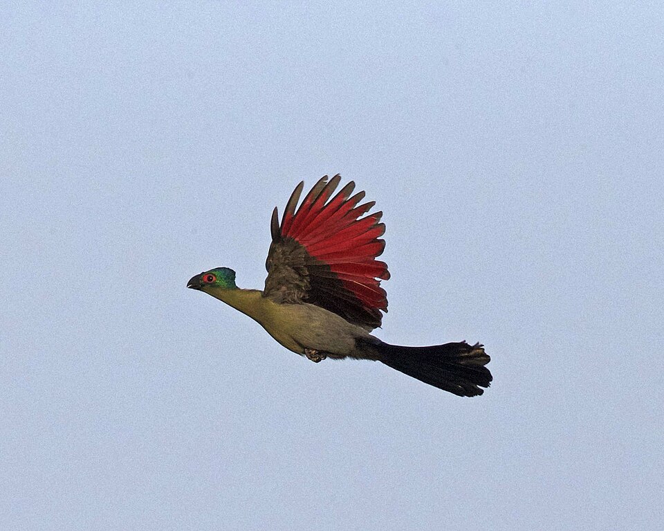 Purple-crested turaco: representative identification photograph, not necessarily taken at Mlawula