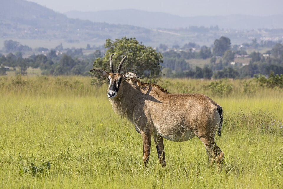 Roan antelope identification photograph, may have been photographed outside Mkhaya