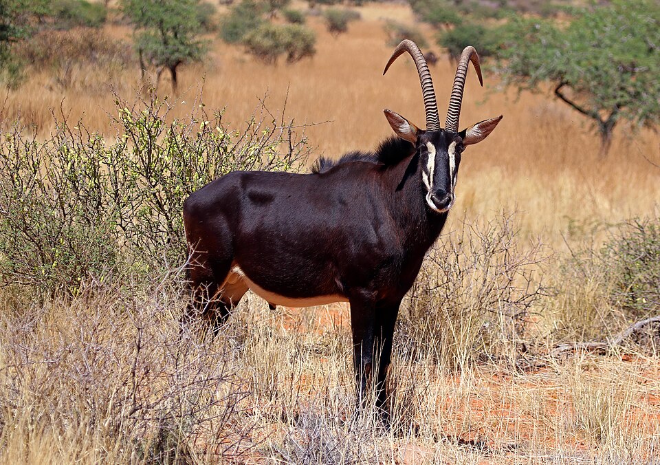 Mkhaya Game Reserve Guide: Rhinos, Map & Stone Camp (2026)