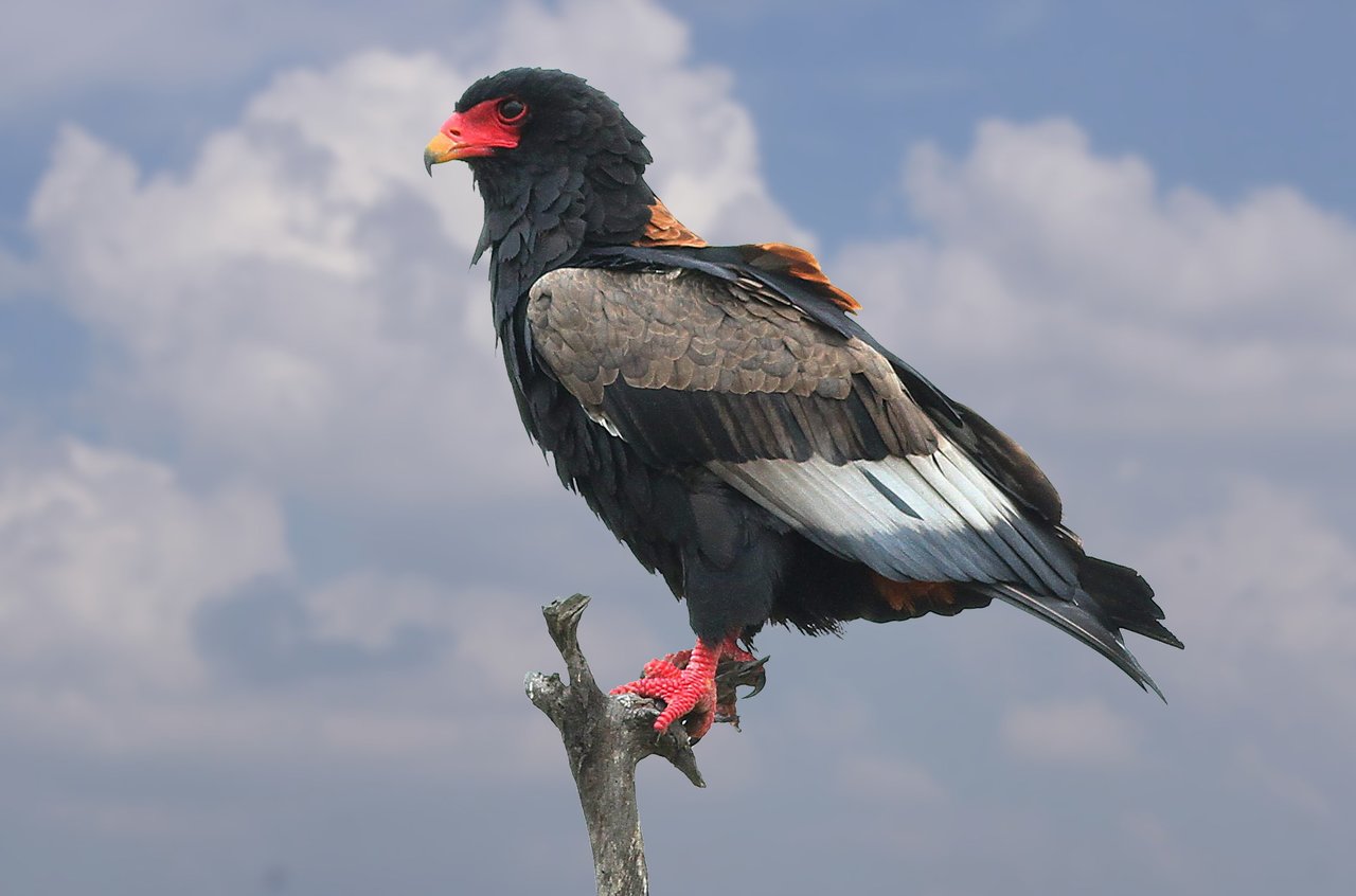 Bateleur: representative identification photograph, not necessarily taken at Mlawula