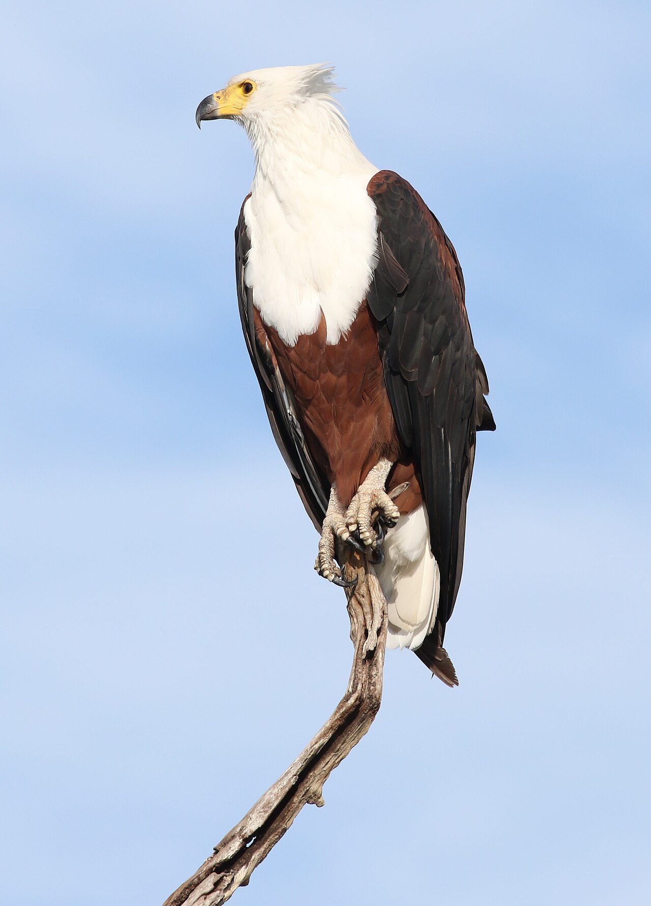 African fish eagle: representative identification photograph, not necessarily taken at Mlawula