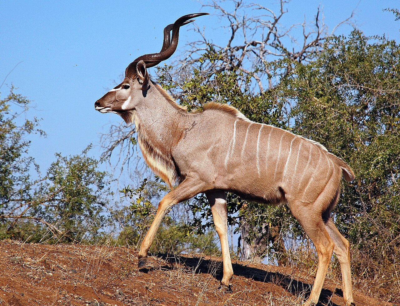 Greater kudu: representative identification photograph, not necessarily taken at Mlawula