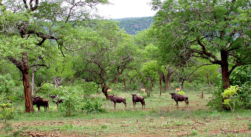 Mlawula Nature Reserve Guide: Wildlife, Map & Trails (2026)