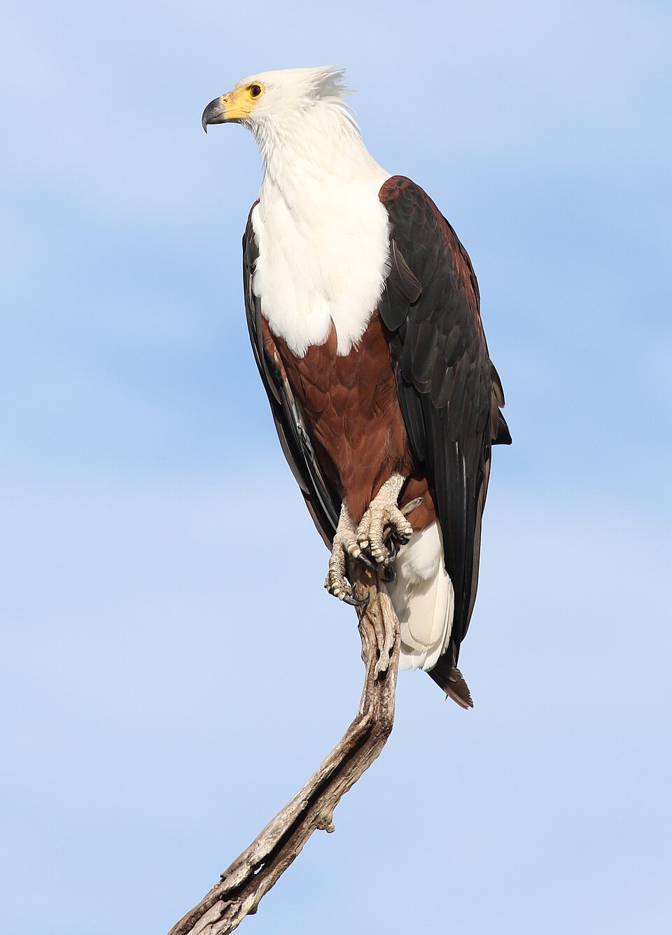 African fish eagle identification photograph, not necessarily taken at Mbuluzi