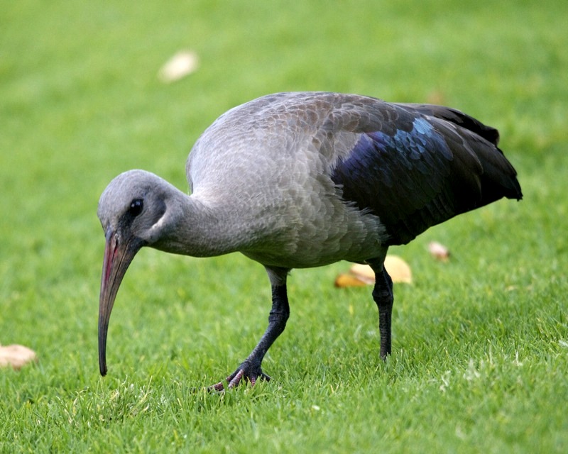 Hadada ibis: representative identification photograph, not necessarily taken at Mlawula