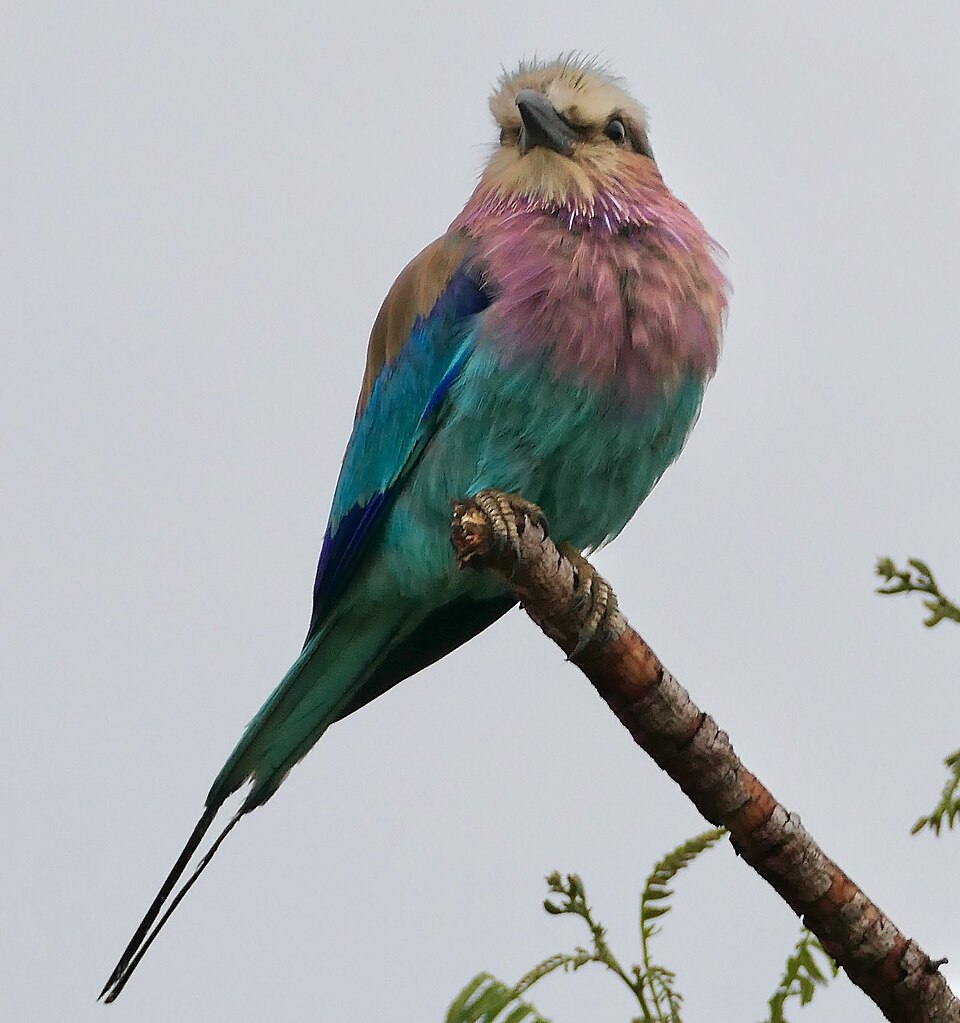 Lilac-breasted roller: representative identification photograph, not necessarily taken at Mlawula
