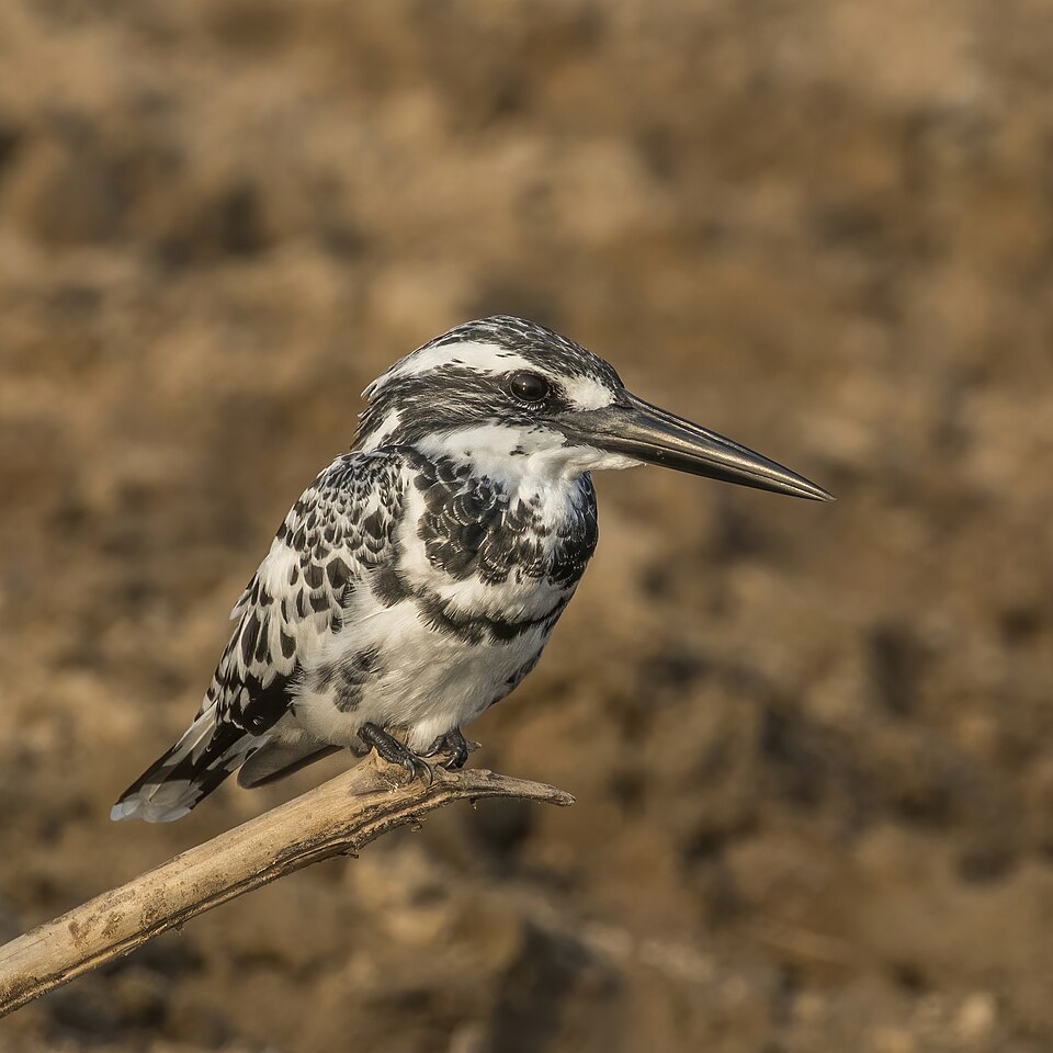 Pied kingfisher: representative identification photograph, not necessarily taken at Mlawula