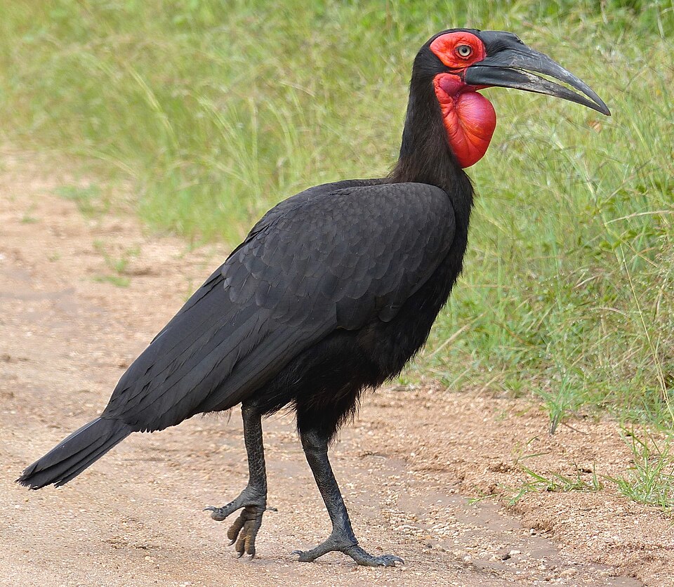 Southern ground hornbill: representative identification photograph, not necessarily taken at Mlawula