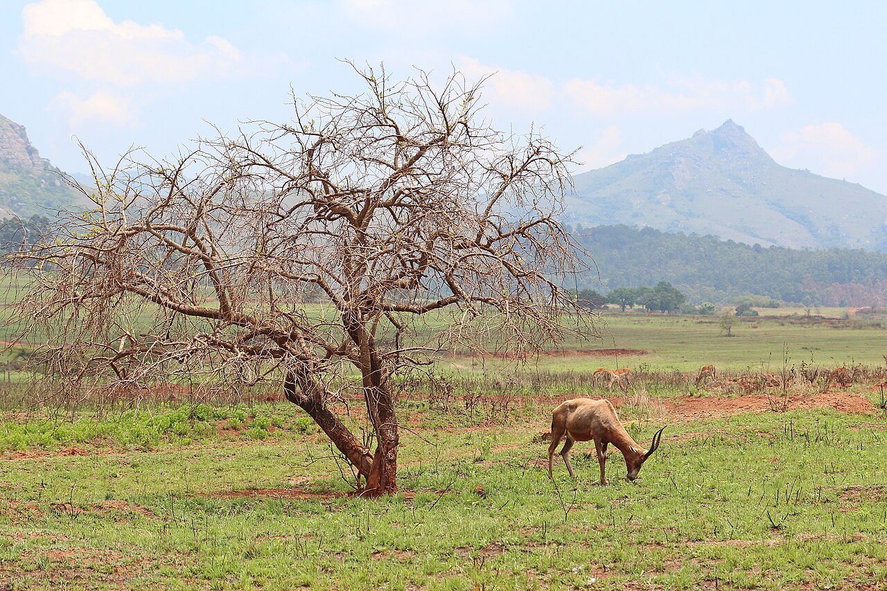 Blesbok identification photo, may be taken outside Mlilwane