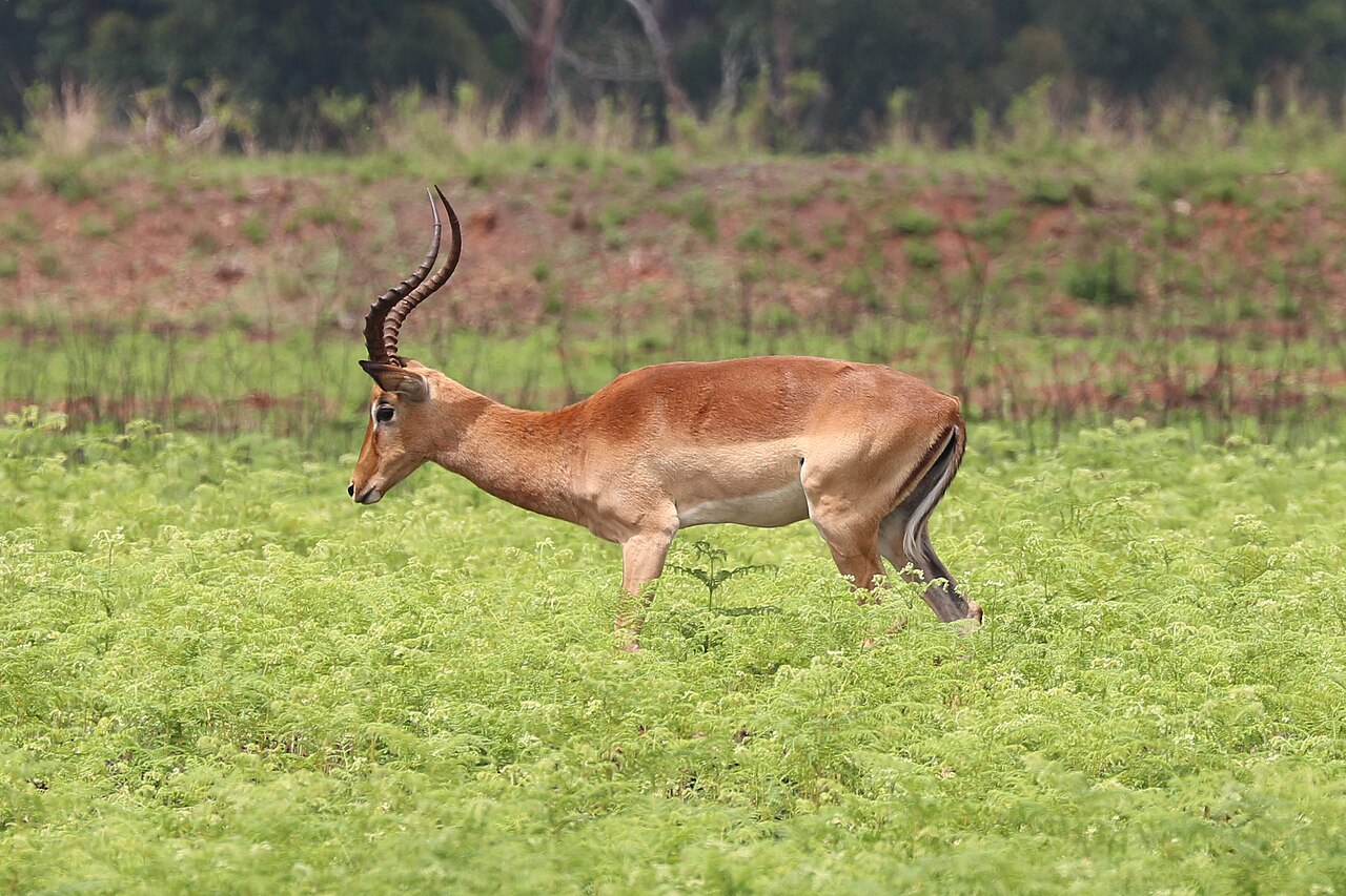 Impala identification photo, may be taken outside Mlilwane
