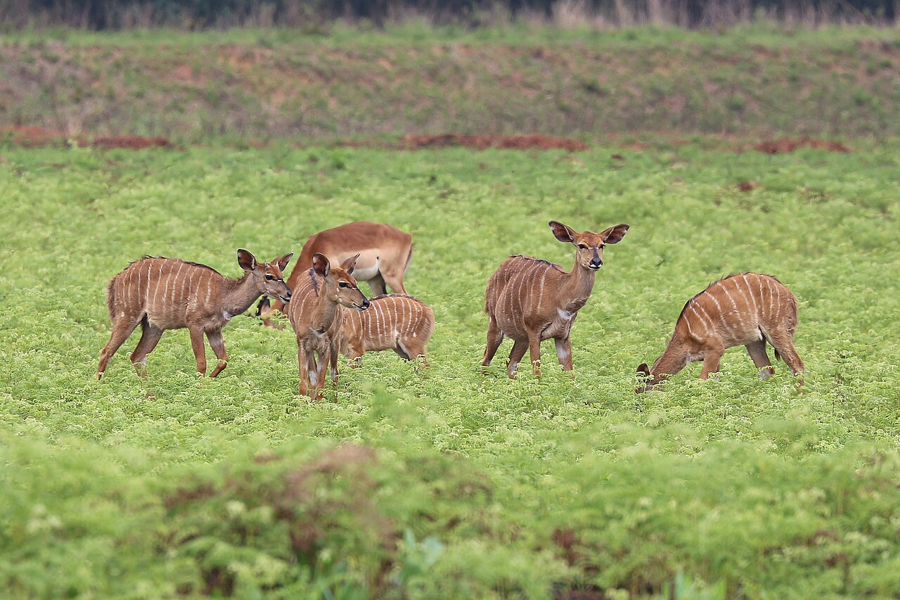 Nyala identification photo, may be taken outside Mlilwane