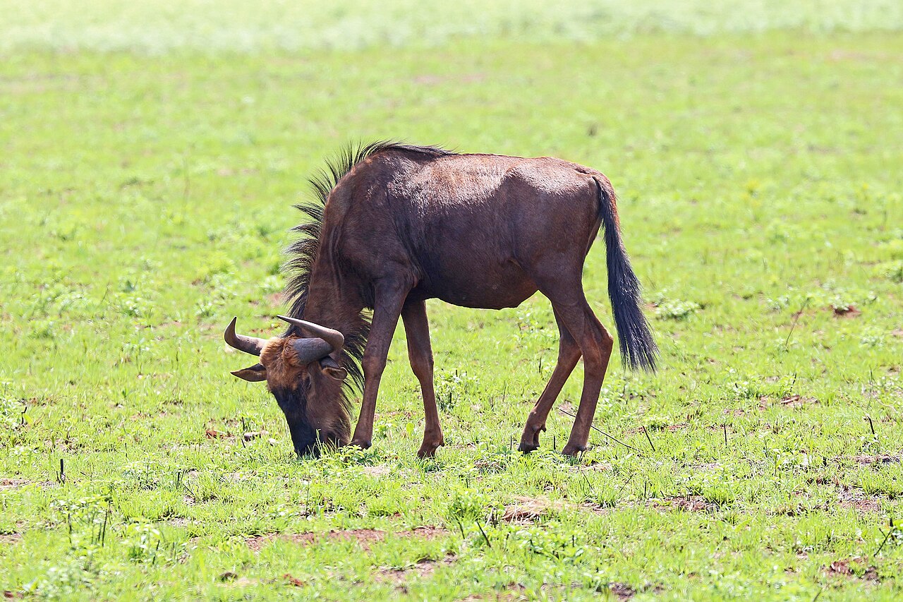 Blue wildebeest identification photo, may be taken outside Mlilwane