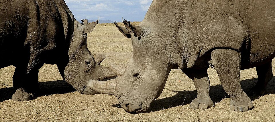Northern white rhinos — illustrative regional wildlife or habitat photograph