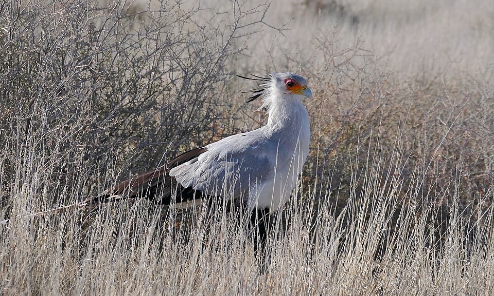 Secretarybird — illustrative regional wildlife or habitat photograph