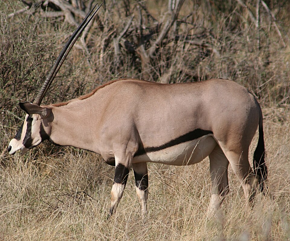 Beisa oryx: illustrative identification photo